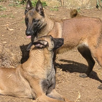 Don femelle malinoise #3