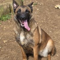 Don femelle malinoise #1