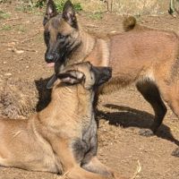 Don femelle malinoise #3