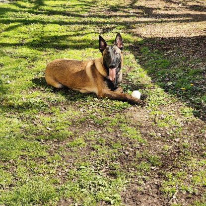 Don malinois male lof #1