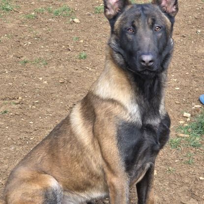 Don malinois male lof #0