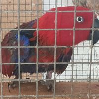 Femelle eclectus
