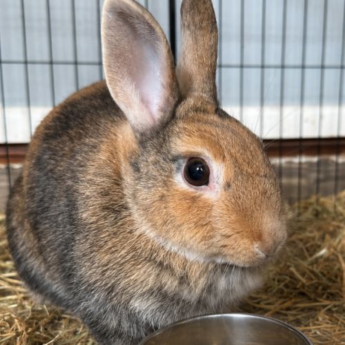 Lapin à adopter #0