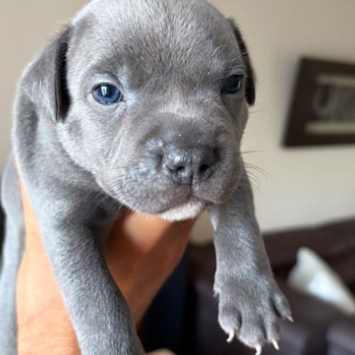 Magnifiques chiots bleus staffie #0