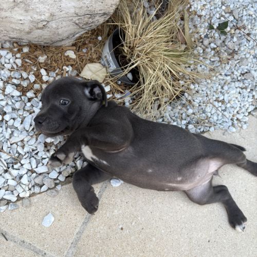 Magnifiques chiots bleus staffie #4