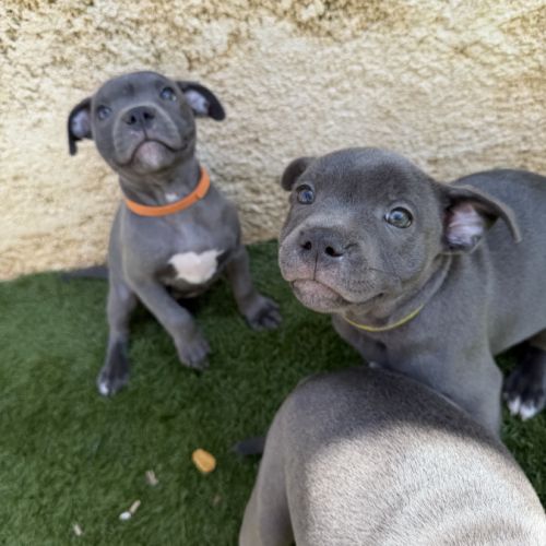 Magnifiques chiots bleus staffie #5