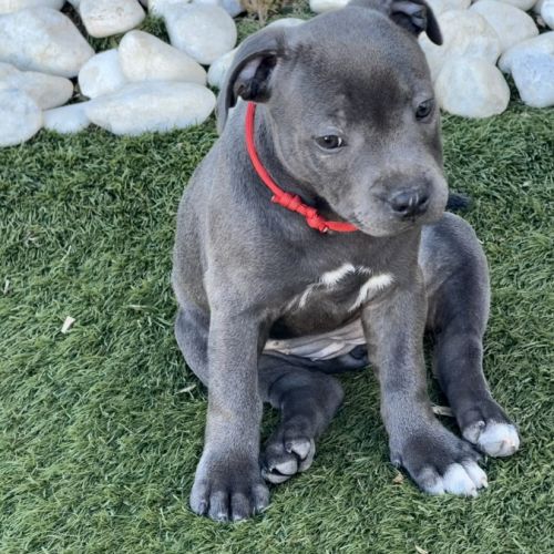 Magnifiques chiots bleus staffie #6