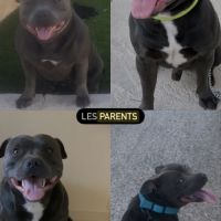 Magnifiques chiots bleus staffie #2