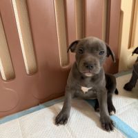 Magnifiques chiots bleus staffie #3