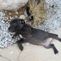 Magnifiques chiots bleus staffie #4