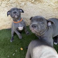 Magnifiques chiots bleus staffie #5