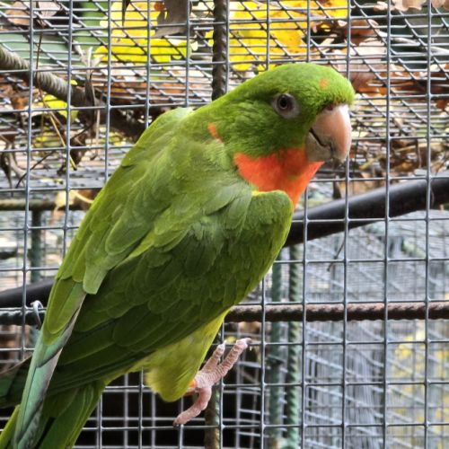 Conure à gorge rouge #1
