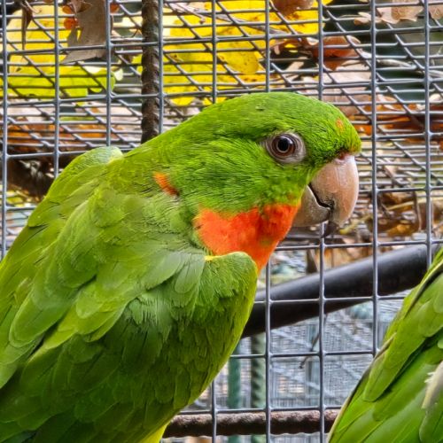 Conure à gorge rouge #0