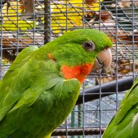 Conure à gorge rouge