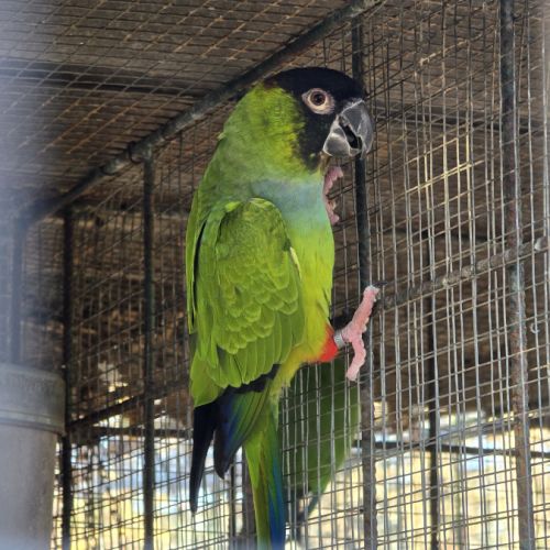 Couple conure nanday #0