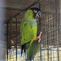Couple conure nanday