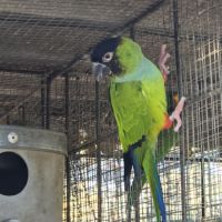 Couple conure nanday #2
