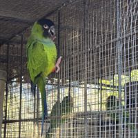 Couple conure nanday #3