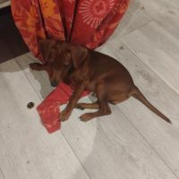 Pinscher nain cerf