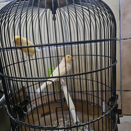 Canaris de plusieurs couleurs
