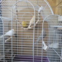 Canaris de plusieurs couleurs #1