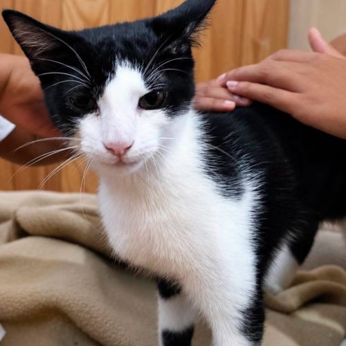 Hector - petit chaton #2