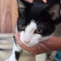 Hector - petit chaton