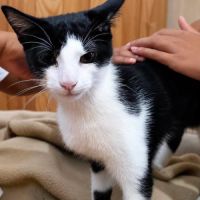 Hector - petit chaton #2