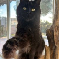 Adorable femelle maine coon loof