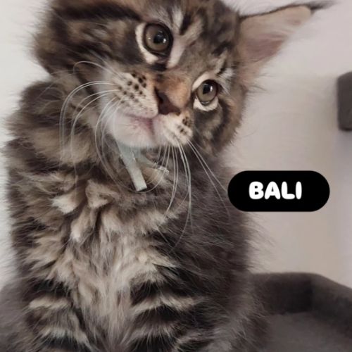 Chatons maine coon #1