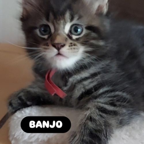 Chatons maine coon #4