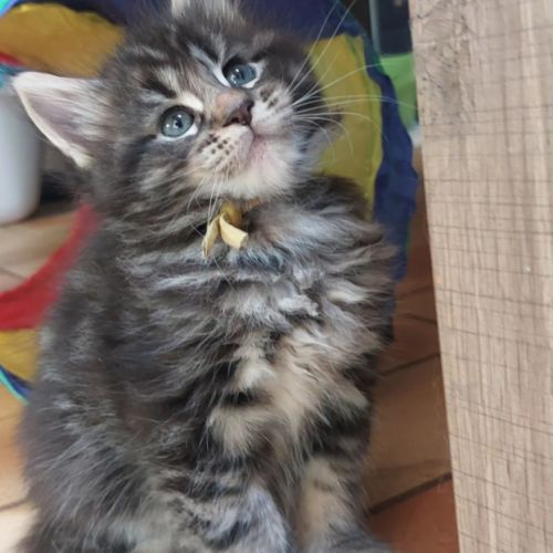 Chatons maine coon #5