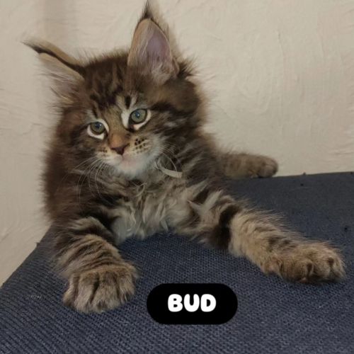 Chatons maine coon #6