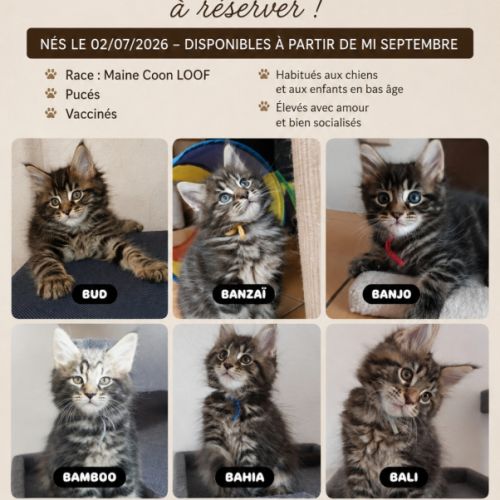 Chatons maine coon #0