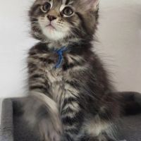 Chatons maine coon #2