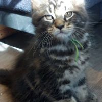 Chatons maine coon #3
