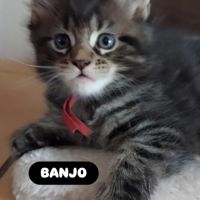 Chatons maine coon #4