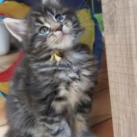 Chatons maine coon #5
