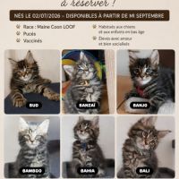 Chatons maine coon