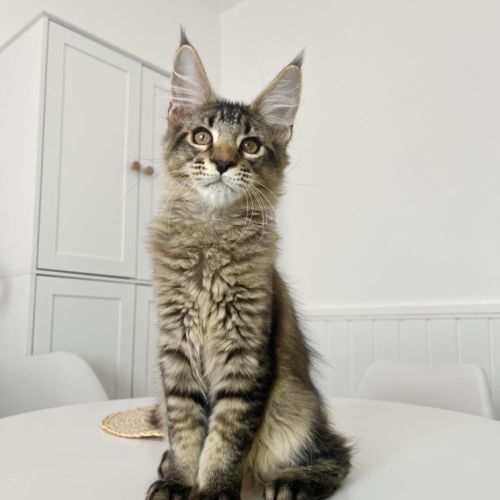 Maine coon loof #1