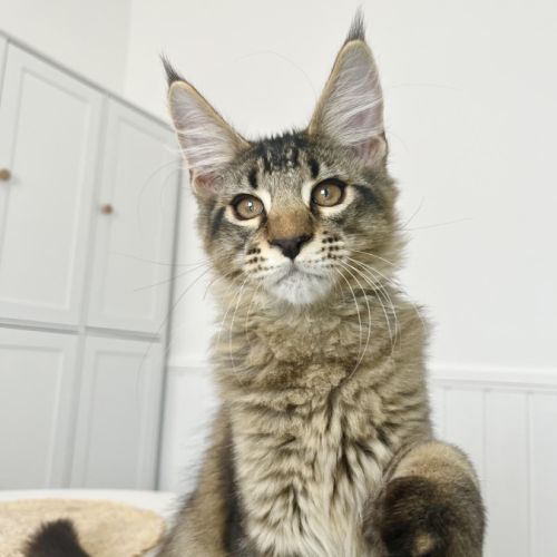 Maine coon loof #2