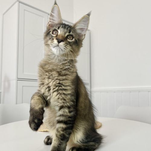 Maine coon loof #0