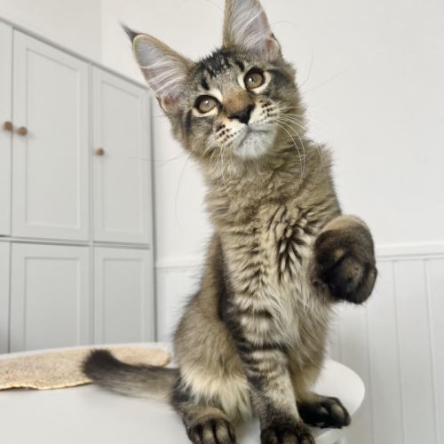 Maine coon loof #4