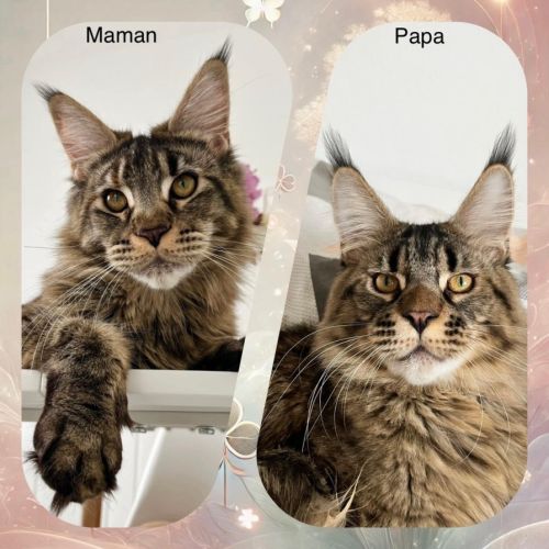 Maine coon loof #5