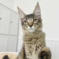 Maine coon loof #2