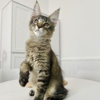 Maine coon loof