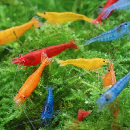 Crevettes néocaridina