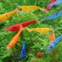 Crevettes néocaridina