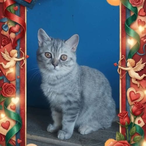 Adorable chatonne scottish straight