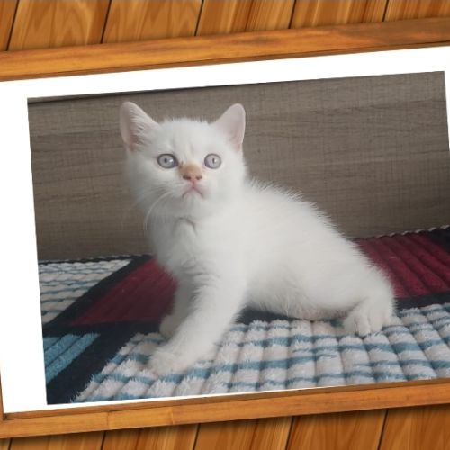 Chaton scottish straight